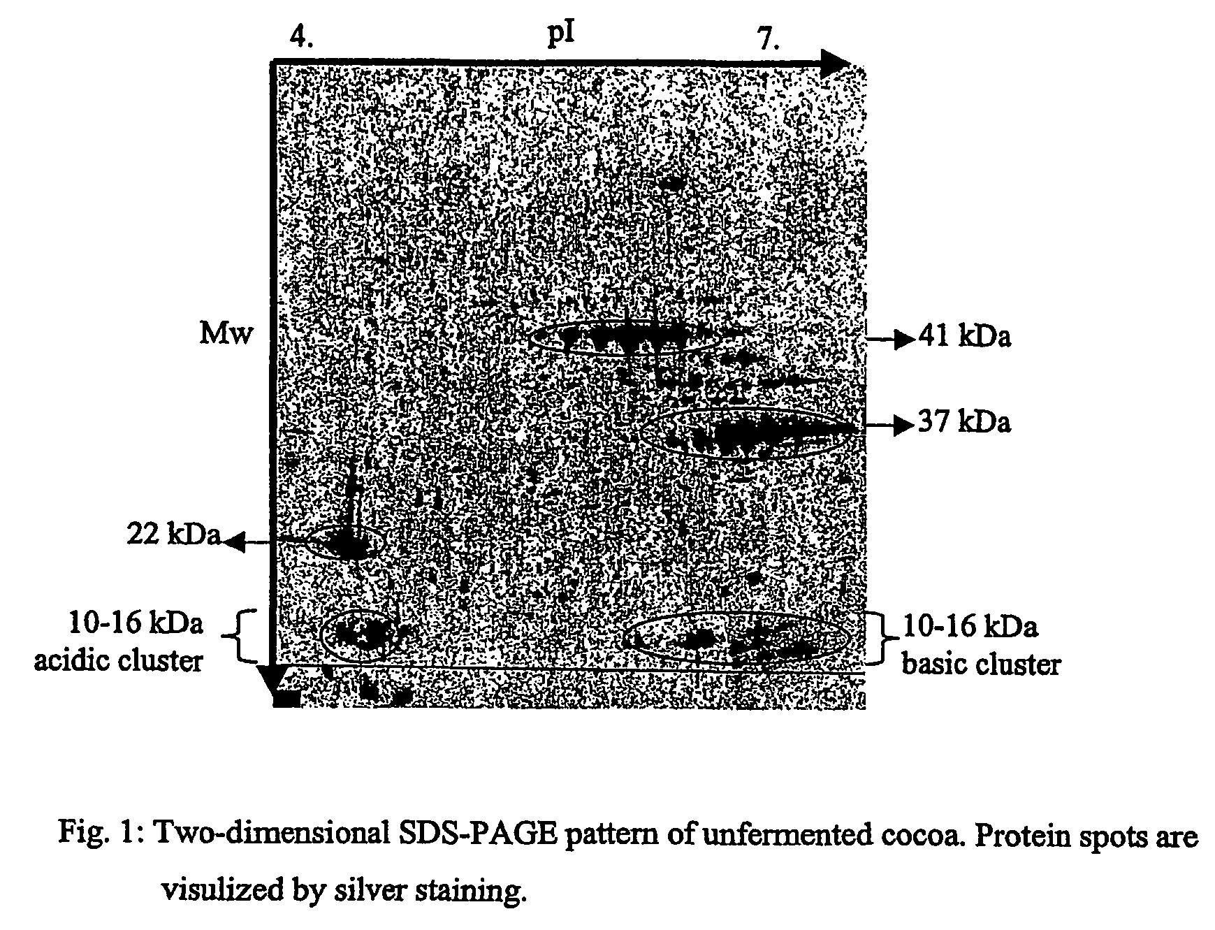 Cocoa polypeptides and their use in the production of cocoa and chocolate flavor