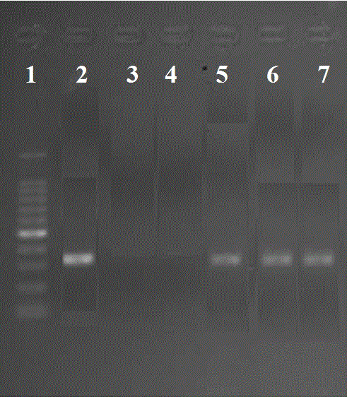 Kit for detecting one pathogenic mutation site in male infertility Kif18a gene, and PCR amplification method thereof