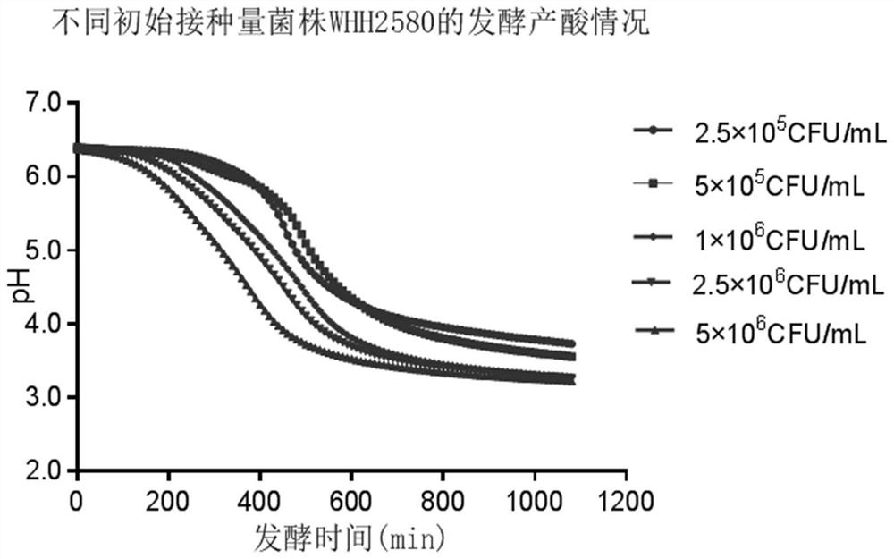 Application of lactobacillus helveticus in preparation of antihypertensive fermented product