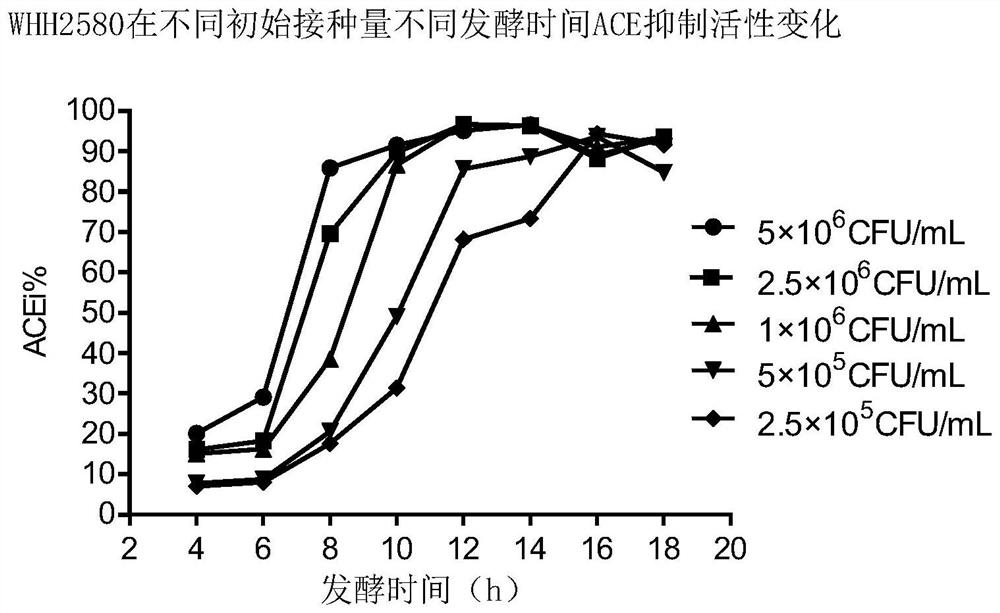 Application of lactobacillus helveticus in preparation of antihypertensive fermented product