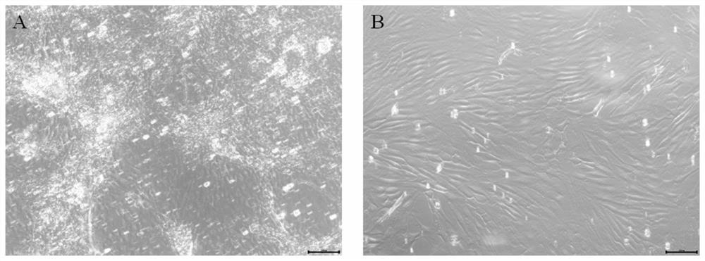 A method for establishing a satellite cell line of flounder embryonic muscle