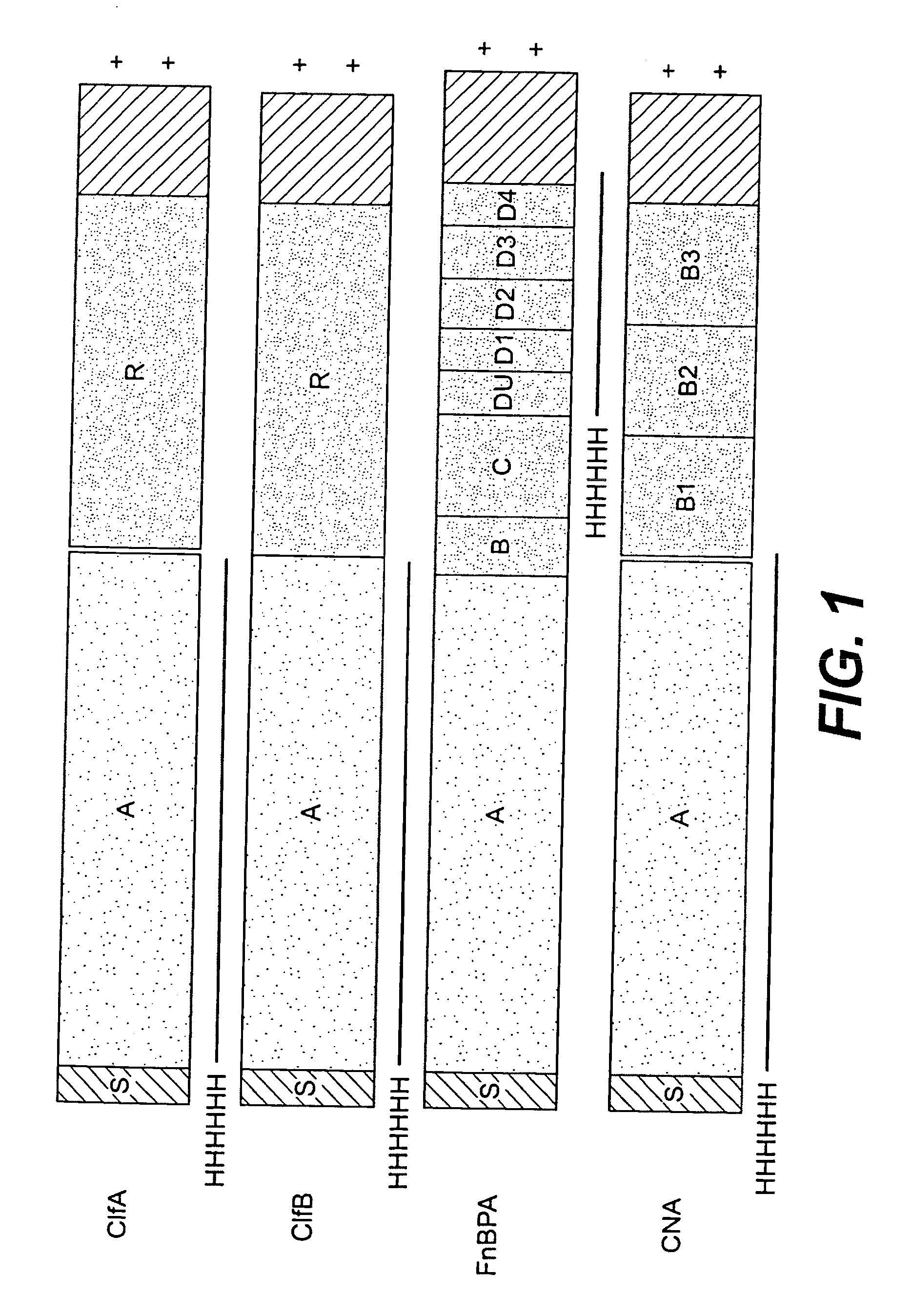 Multicomponent vaccines