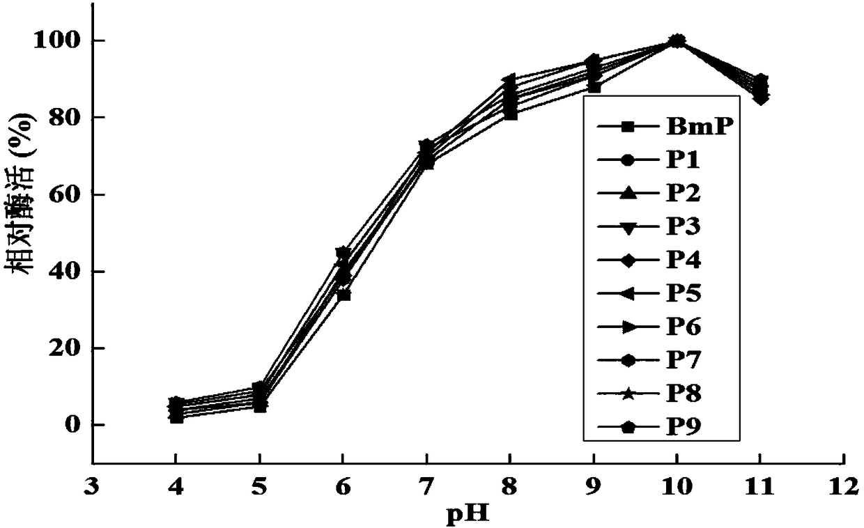 Alkaline protease BmP mutant for improving specific activity and coding gene thereof