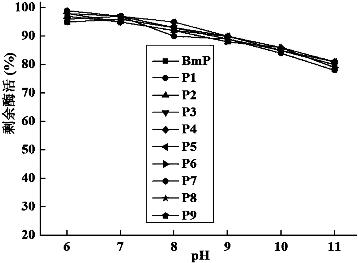 Alkaline protease BmP mutant for improving specific activity and coding gene thereof