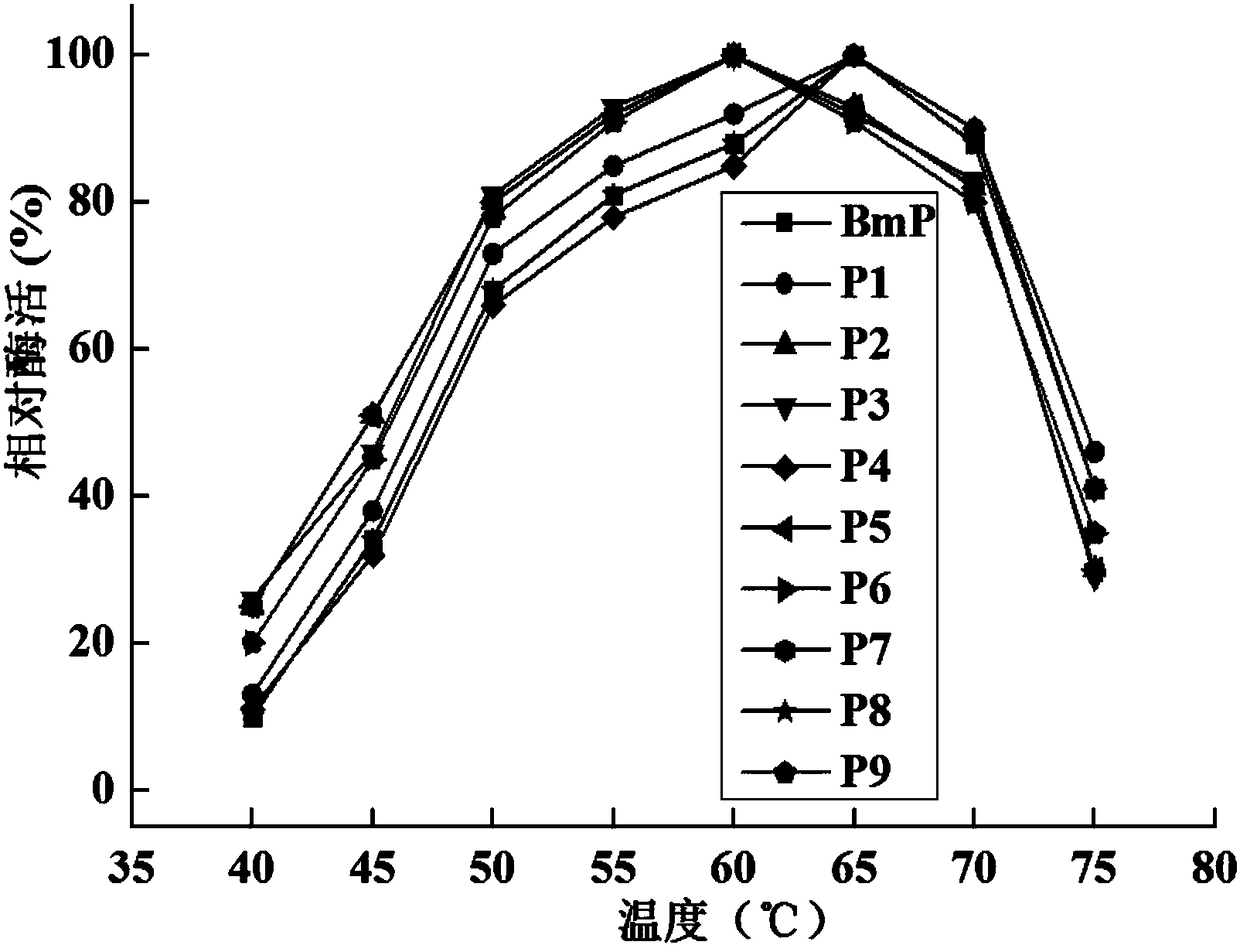 Alkaline protease BmP mutant for improving specific activity and coding gene thereof