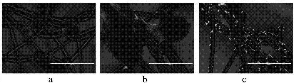 Composite polypropylene mesh and preparation method thereof