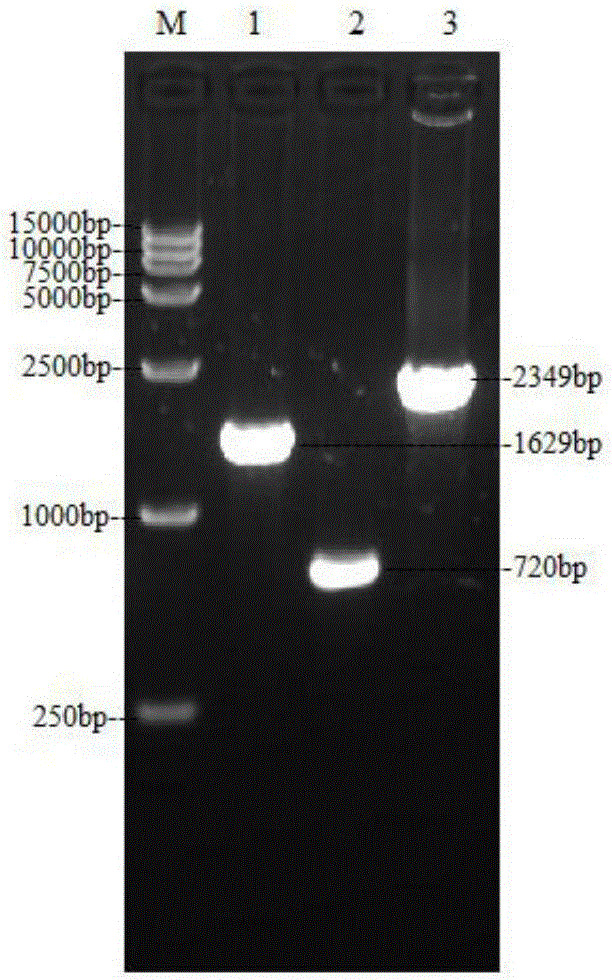 NDV (Newcastle disease virus) recombinant virus expressing DHAV-1 and DHAV-3 VP1 genes and application thereof