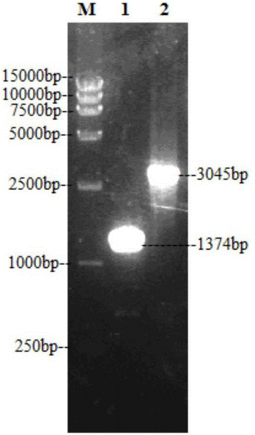 NDV (Newcastle disease virus) recombinant virus expressing DHAV-1 and DHAV-3 VP1 genes and application thereof