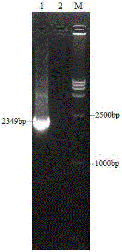 NDV (Newcastle disease virus) recombinant virus expressing DHAV-1 and DHAV-3 VP1 genes and application thereof