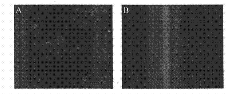 Recombinant adenovirus expressing Asian type 1 foot-and-mouth disease virus vlp and its application