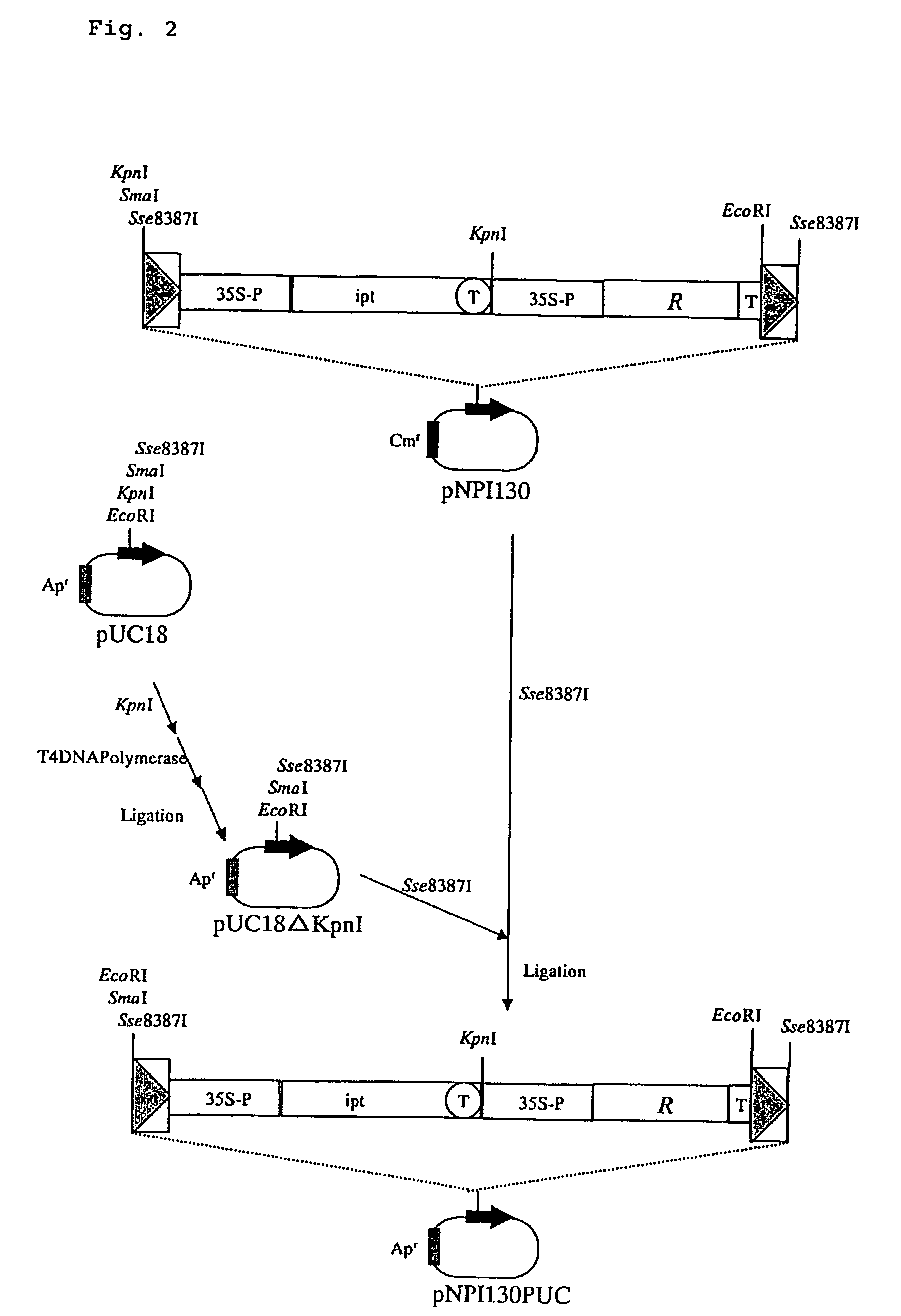 GLP-1 derivative