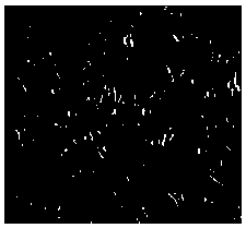 Preparation method of serum-free freezing medium of human umbilical cord mesenchymal stem cells (hUC-MSCs)