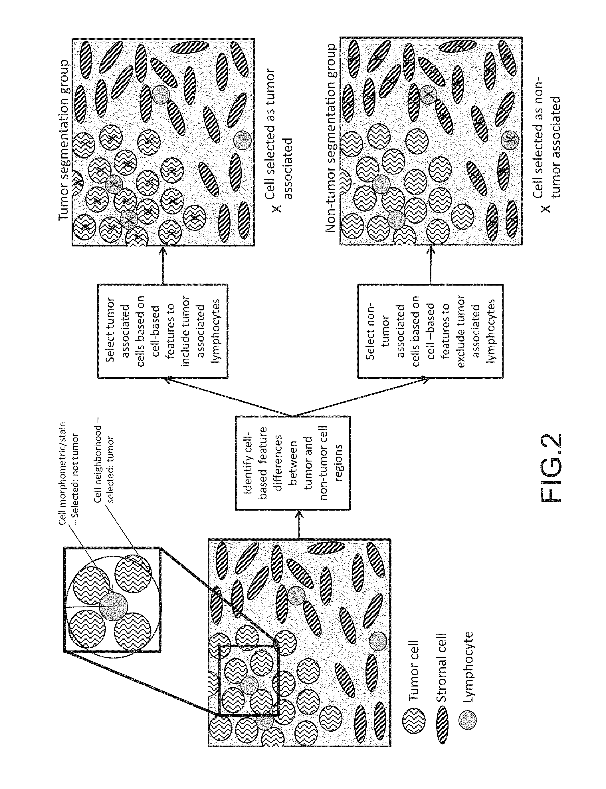 Digital image analysis of inflammatory cells and mediators of inflammation