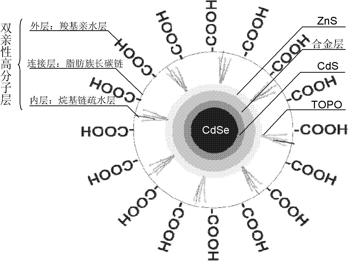 Amphiphilic macromolecular modified oil-soluble nuclear/shell quantum dots and preparation method