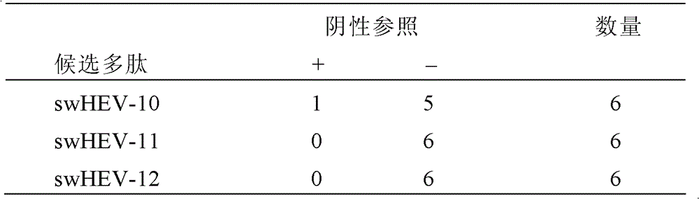 Swine hepatitis E virus antigen epitope and application thereof