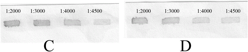 Single-component TMB (Tetramethylbenzidine) developing solution and preparation method thereof