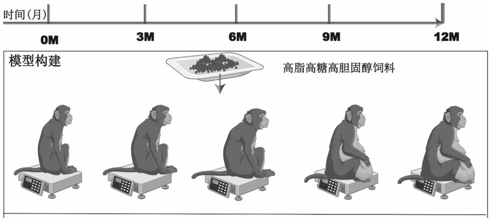 Construction method of metabolism-related fatty liver disease non-human primate model