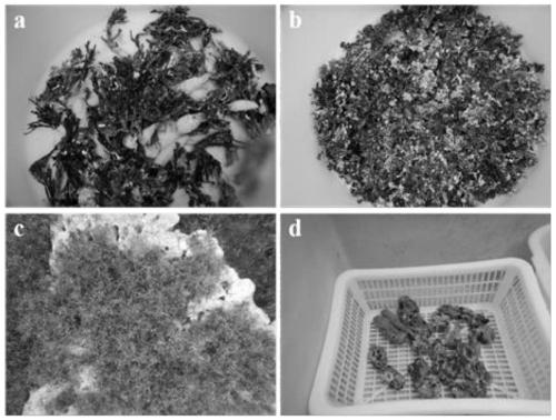 Degraded coral reef bioremediation method based on macrocalcified algae