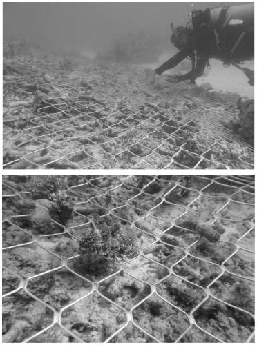 Degraded coral reef bioremediation method based on macrocalcified algae