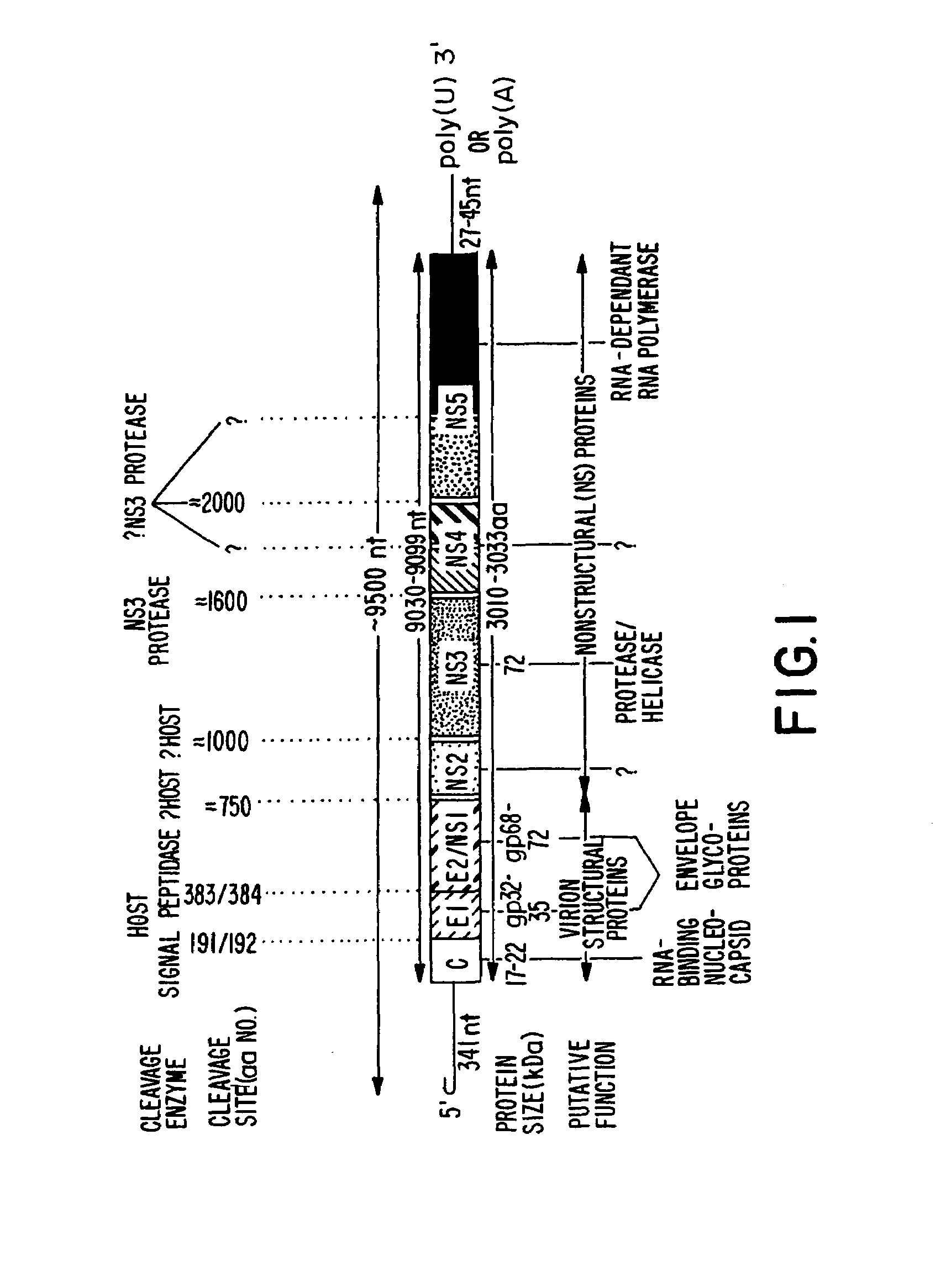 Conserved motif of hepatitis C virus E2/NS1 region