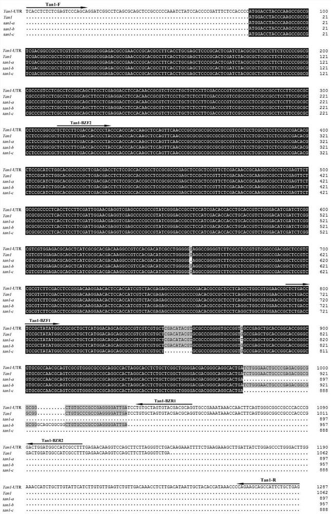 Primers for identifying molecular markers of sorghum tannin Tan1 allelic variant genes as well as identification method and an application of primers