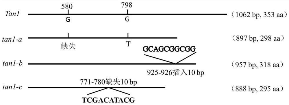 Primers for identifying molecular markers of sorghum tannin Tan1 allelic variant genes as well as identification method and an application of primers