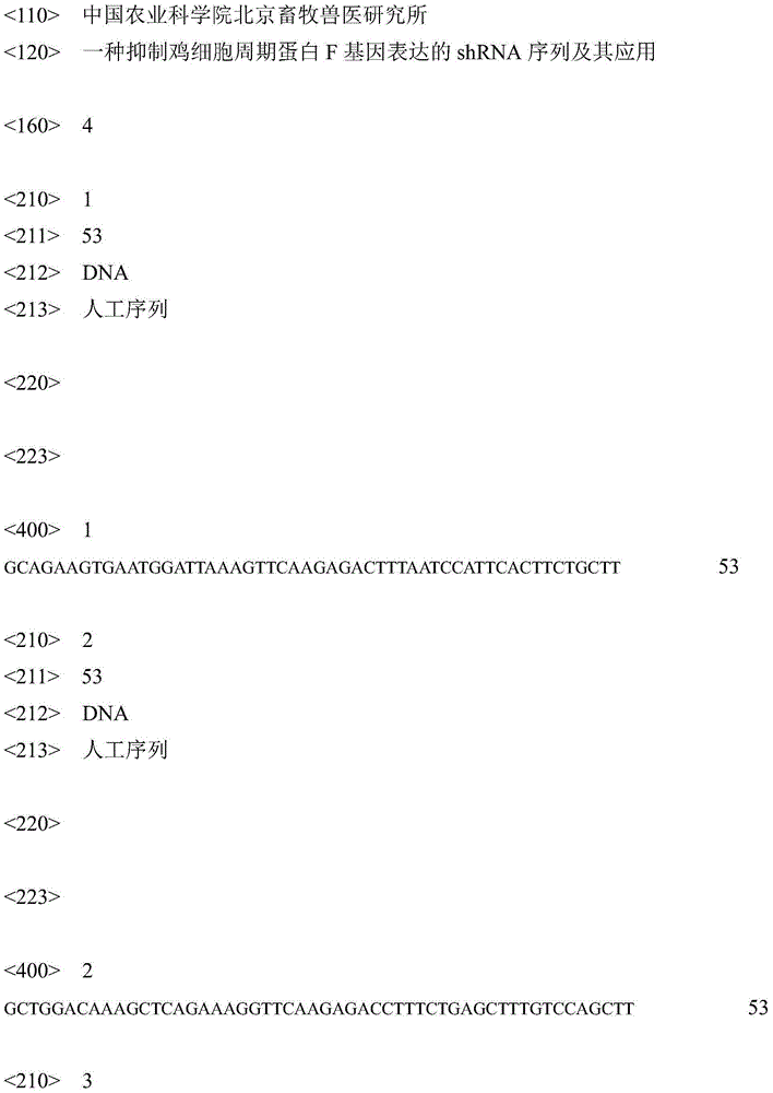 ShRNA molecular sequence for suppressing expression of chicken cyclin F genes and application thereof