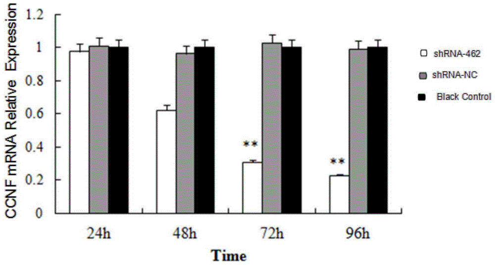 ShRNA molecular sequence for suppressing expression of chicken cyclin F genes and application thereof