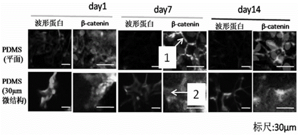 Method utilizing surface microstructure to activate neural astrocyte