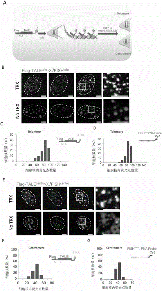 Method for visually marking genome sites