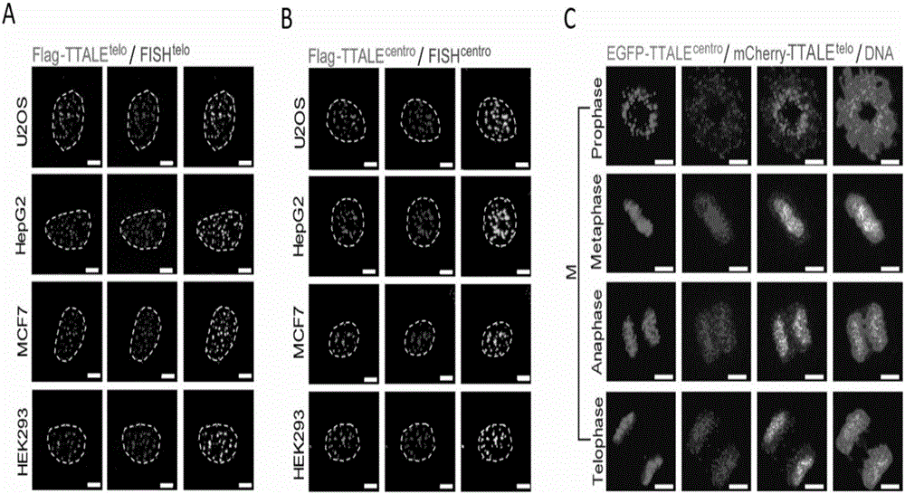 Method for visually marking genome sites