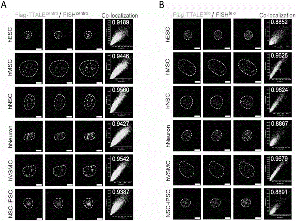 Method for visually marking genome sites