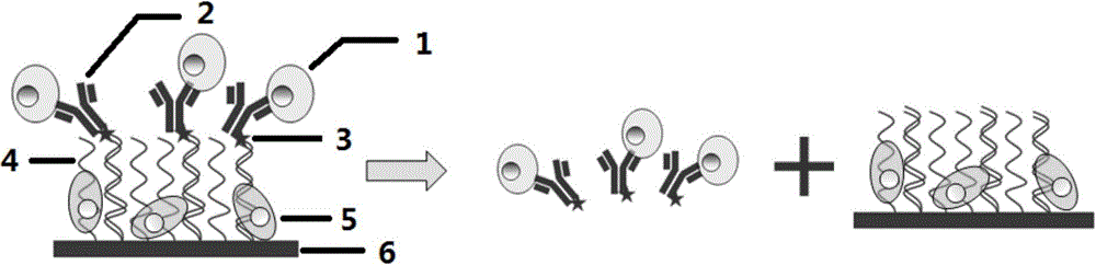 Method for isolating high-purity circulating tumor cells from blood