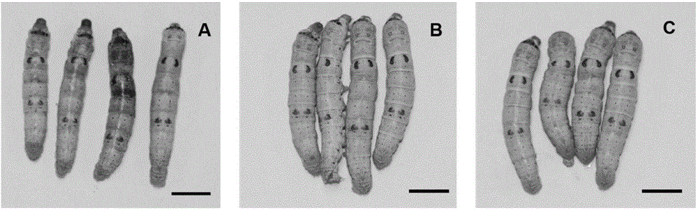 Application of lepidoptera antibiotic peptide Lebocin to pest control