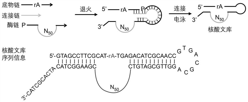 Differential screening of deoxyribozyme probe for specifically sensing triple negative breast cancer