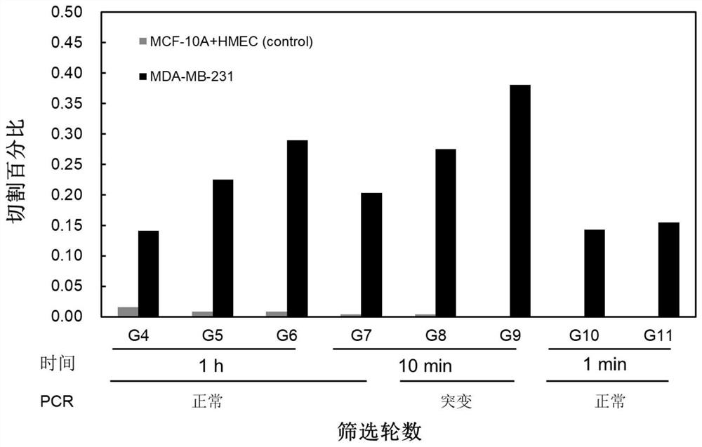 Differential screening of deoxyribozyme probe for specifically sensing triple negative breast cancer