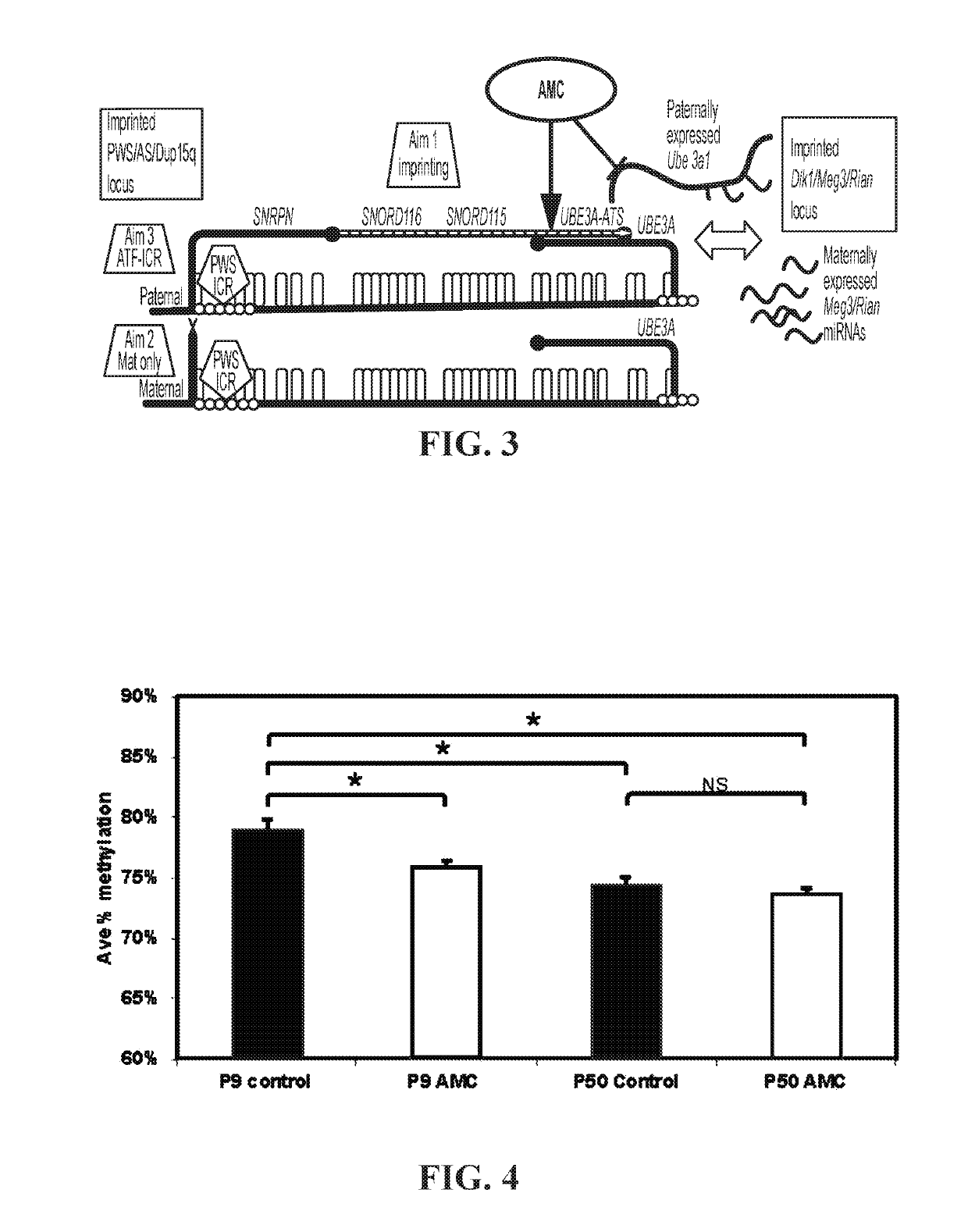 Animal model of angelman syndrome