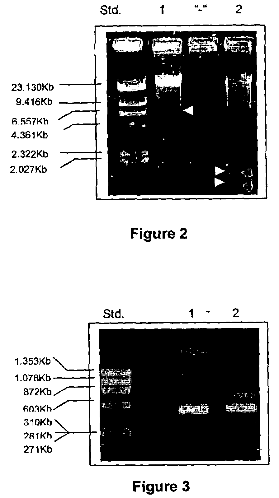 Bacteria strain wenelen DSM 16786, use of said bacteria for leaching of ores or concentrates containing metallic sulfide mineral species and leaching processes based on the use of said bacteria or mixtures that contain said bacteria