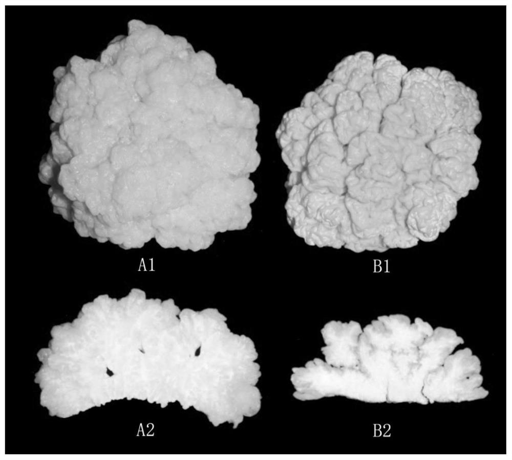 Tremella aurantialba strain suitable for industrial cultivation