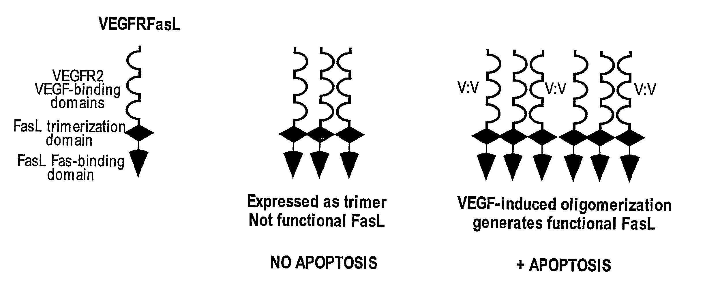 VEGF-activated ligands