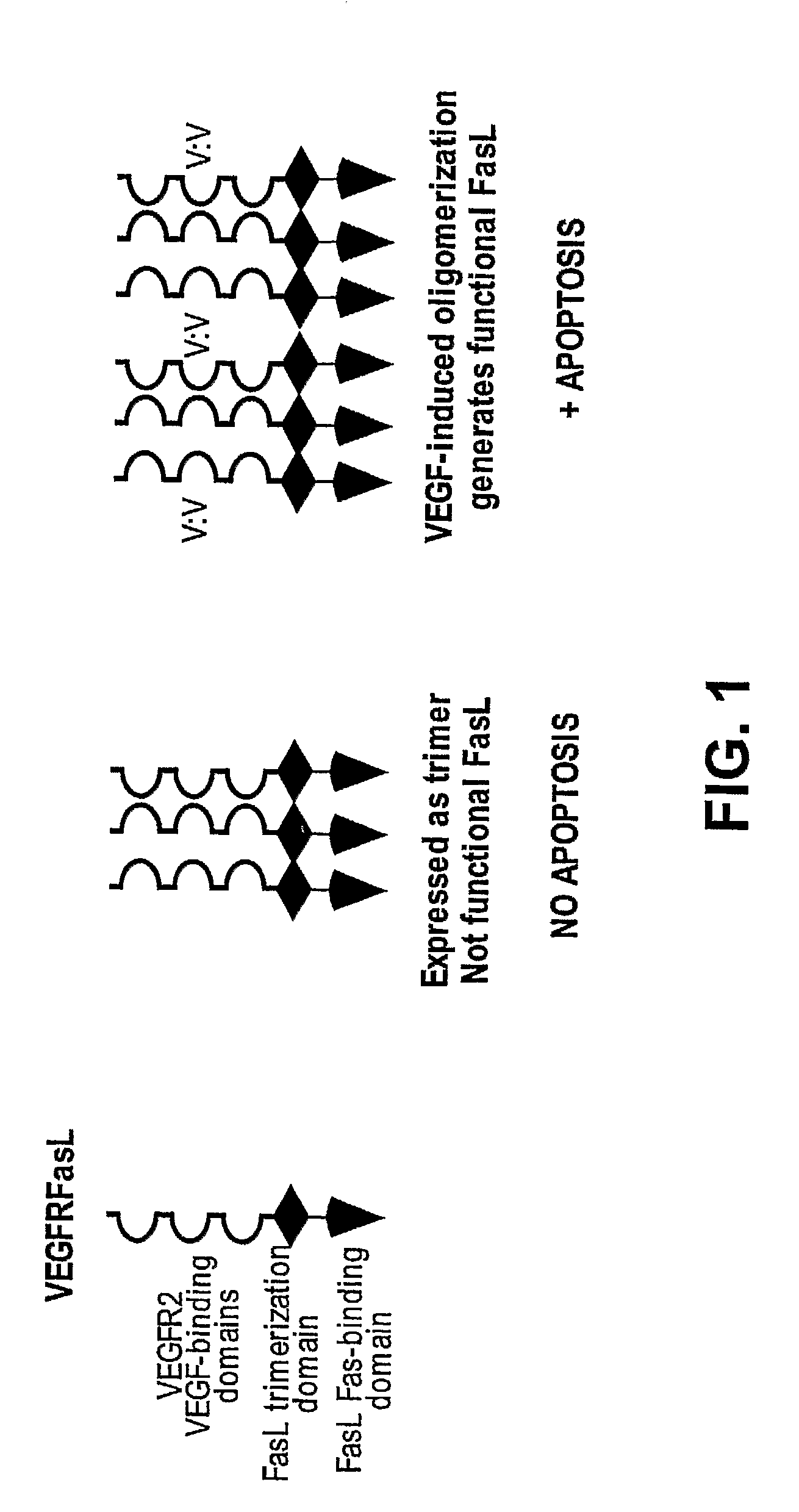 VEGF-activated ligands