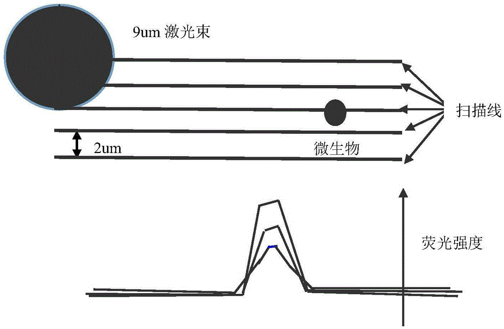 Trace amount microorganism quick detection system