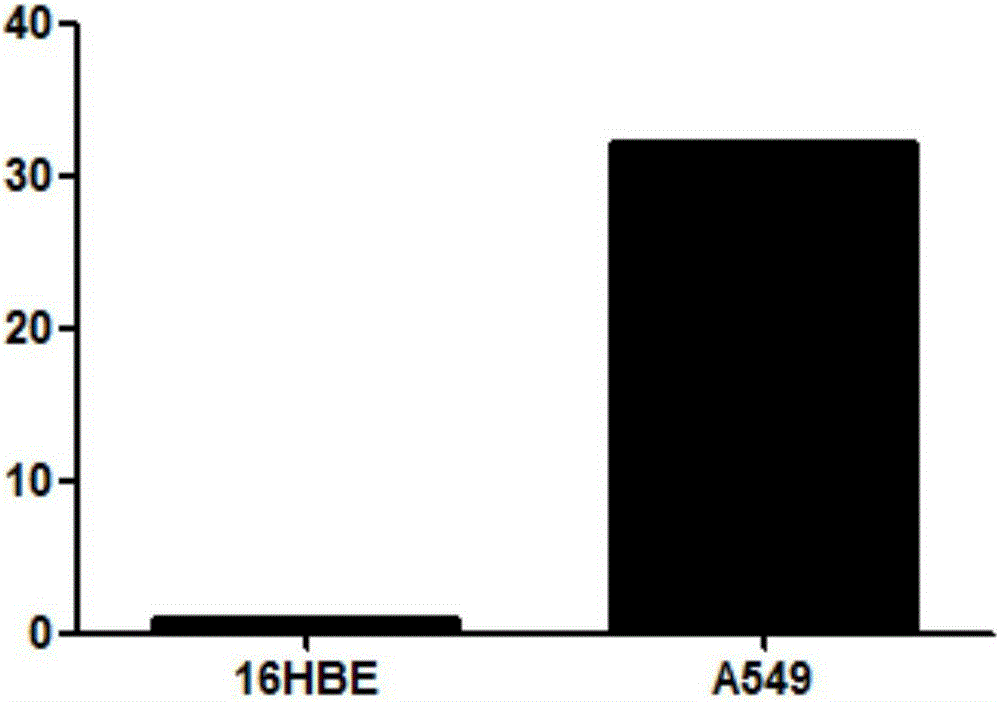 Long non-coding RNA (Ribonucleic Acid) and application thereof