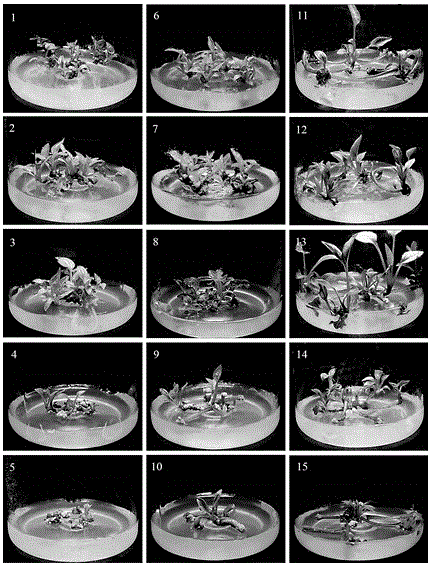 Echinacea adventitious bud regeneration culture method