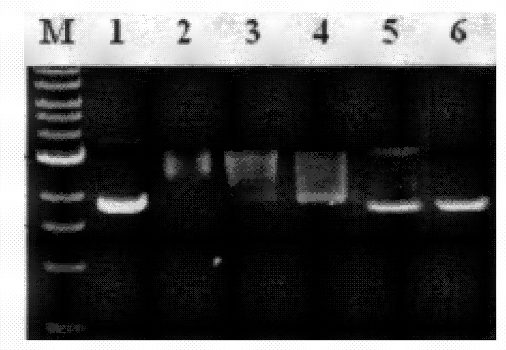 Serial water-soluble hydroxycamptothecine naphthenic amino alcohol derivative and preparation method and use thereof