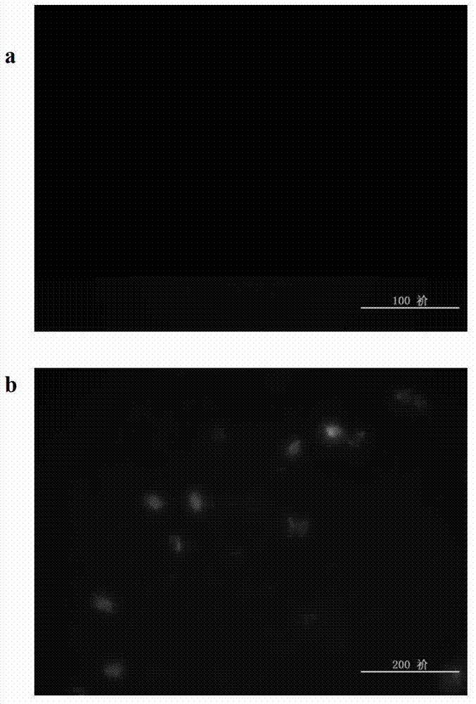 Serial water-soluble hydroxycamptothecine naphthenic amino alcohol derivative and preparation method and use thereof