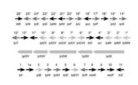 Tylosin gene engineering strain and application thereof