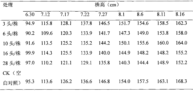 Method for artificially raising epiblema strenuana