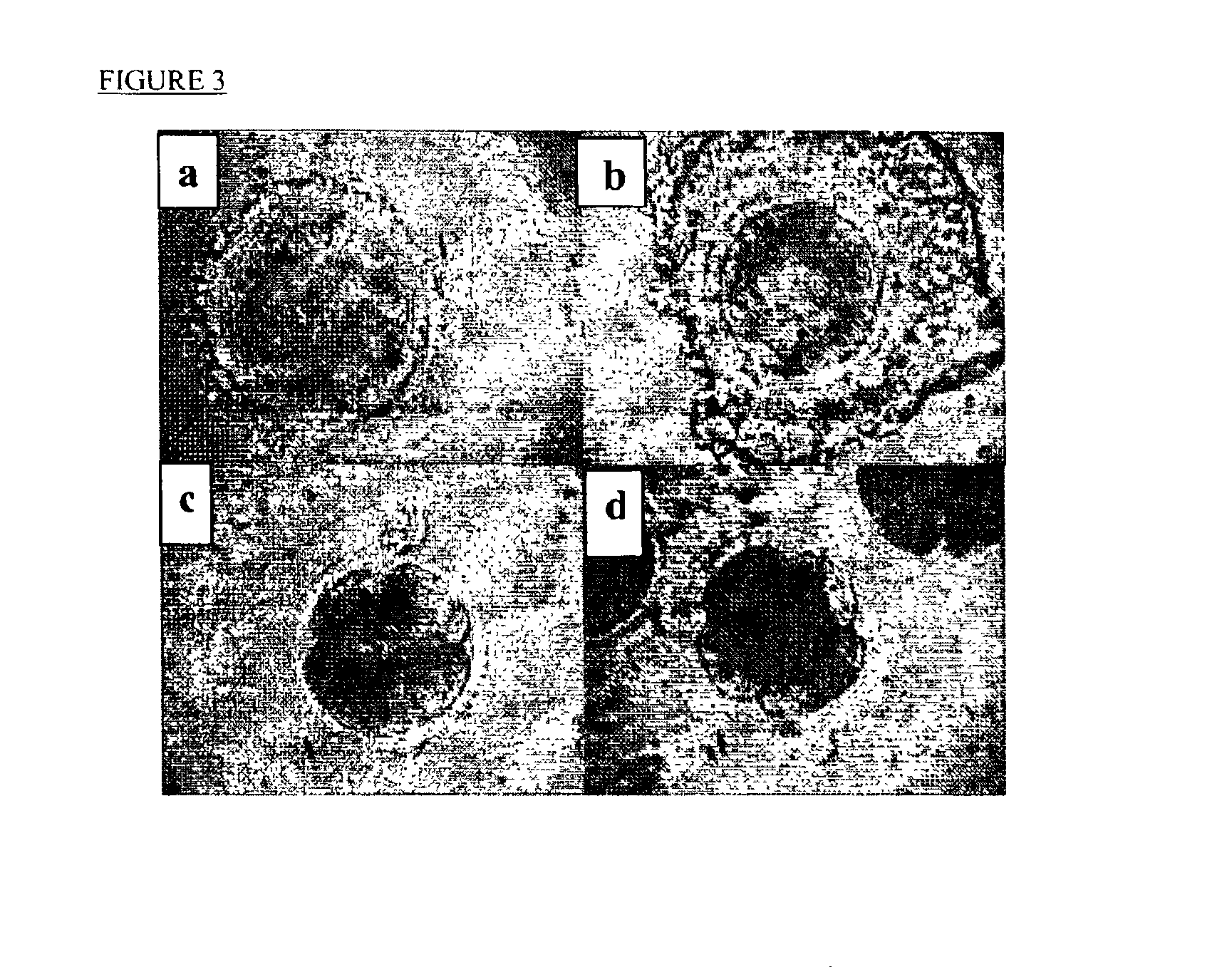 Methods of preserving functionality of an ovary, preserving fertility of a patient undergoing a treatment expected to cause sterility and assuring a supply of viable gametes for future use