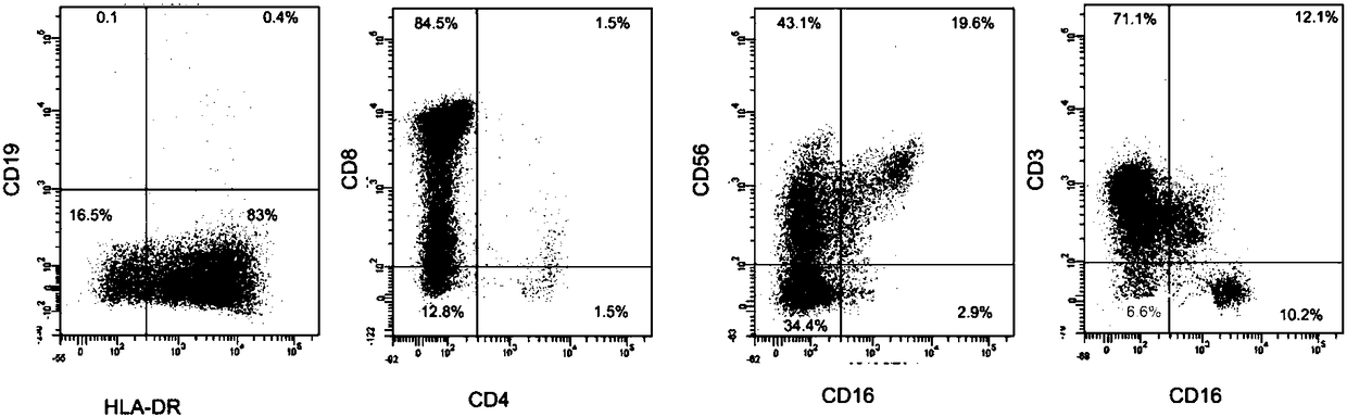 NK/T cell line of human